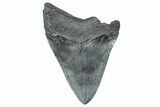Bargain, Fossil Megalodon Tooth - South Carolina #367982-1